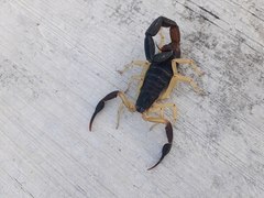 Centruroides fulvipes