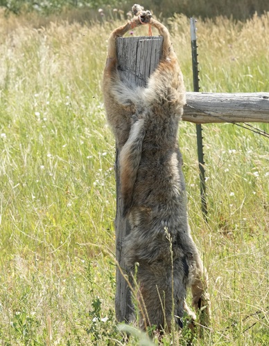 Coyote photographed in Idaho