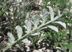 Psephellus daghestanicus