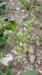 Physalis solanacea