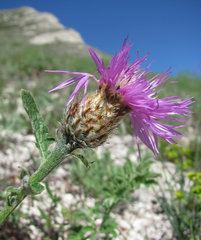 Psephellus daghestanicus