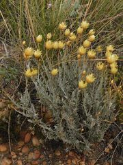 Syncarpha speciosissima angustifolia