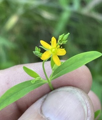 author not stated, no rights reserved Hypericum nudiflorum, photograph author not stated, no rights reserved