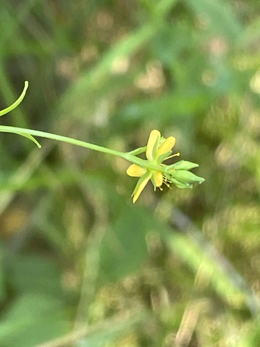 Hypericum nudiflorum, photograph 4