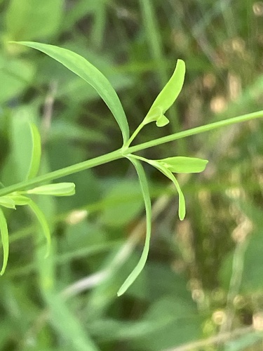 Hypericum nudiflorum, photograph 5