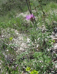 Psephellus daghestanicus