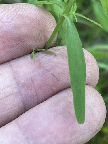 Hypericum nudiflorum, photograph 6