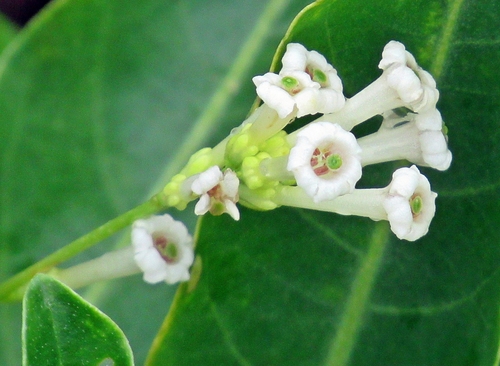 Cestrum diurnum image