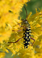 Placosternus difficilis