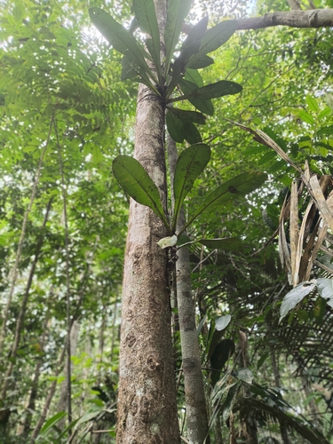 Philodendron linnaei, photograph 4