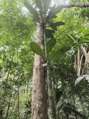 Philodendron linnaei, photograph (c) Luan Mazzeo, some rights reserved (CC BY)