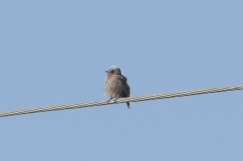 Grey-capped Social Weaver (Pseudonigrita arnaudi), photo 10