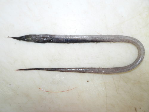 Beans zaagtandaal (Serrivomer beanii) — Serrivomeridae — 4