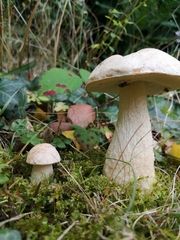 Leccinum