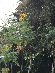 Tithonia diversifolia image