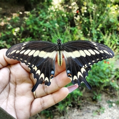 Heraclides ornythion