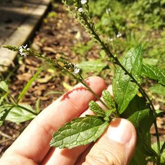 Verbena carolina
