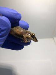 Pristimantis lanthanites