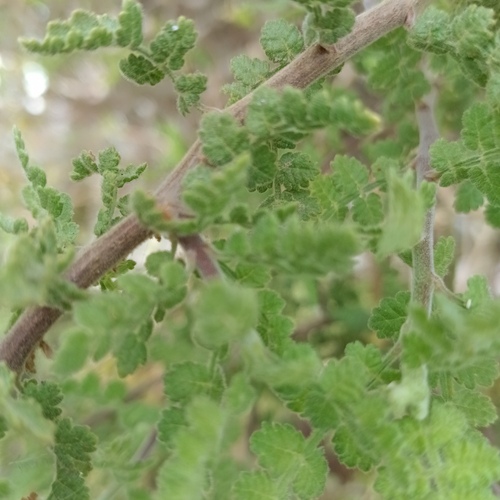 Bursera filicifolia, photograph 6