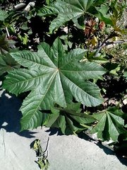 Ricinus communis