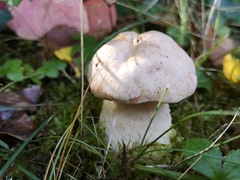 Leccinum