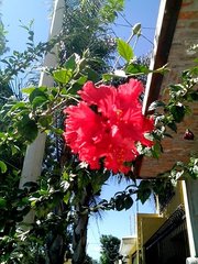 Hibiscus