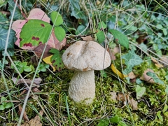Leccinum