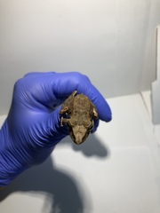 Pristimantis lanthanites