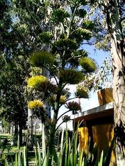 Agave