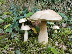 Leccinum