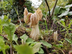 Helvella crispa