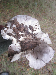 Tricholoma griseoviolaceum