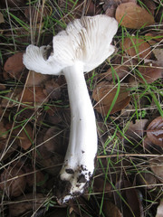 Tricholoma griseoviolaceum