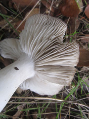 Tricholoma griseoviolaceum