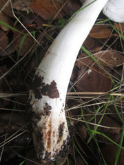 Tricholoma griseoviolaceum