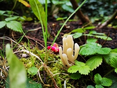 Helvella crispa