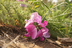 Lathyrus latifolius