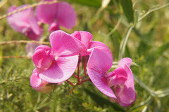 Lathyrus latifolius