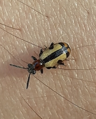 Crioceris paracenthesis