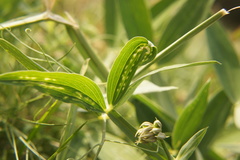 Lathyrus latifolius
