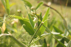 Lathyrus latifolius