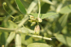 Lathyrus latifolius