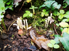 Helvella crispa