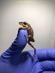 Pristimantis lanthanites