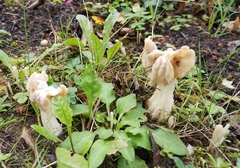 Helvella crispa
