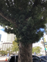 Podocarpus macrophyllus