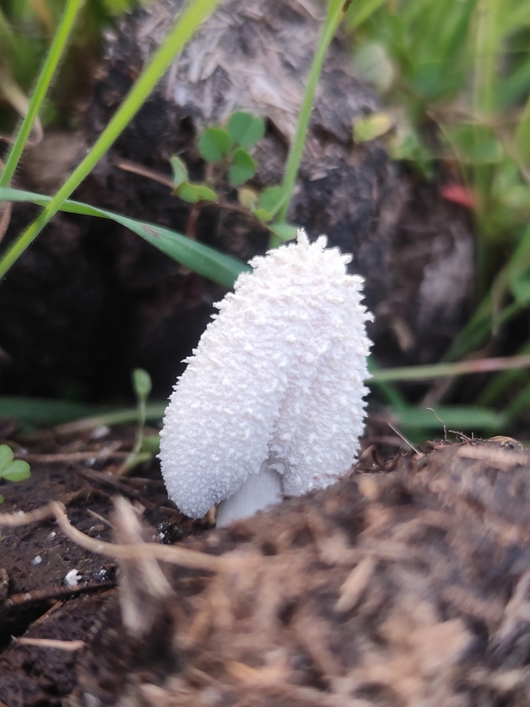 Coprinopsis nivea · July 2025 · photo: © nicolas_joak (iNaturalist, cc0)