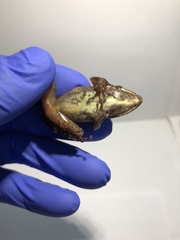 Pristimantis lanthanites