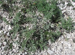 Psephellus daghestanicus