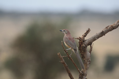 Rhodophoneus cruentus